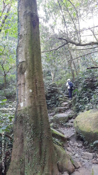 《桃園》一等郊山｜石門山登山步道O繞202401062397571