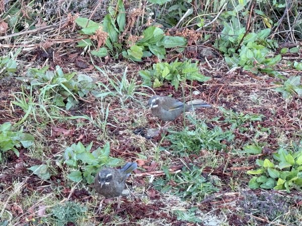 合歡北峰散步趣  2025.10.152923162