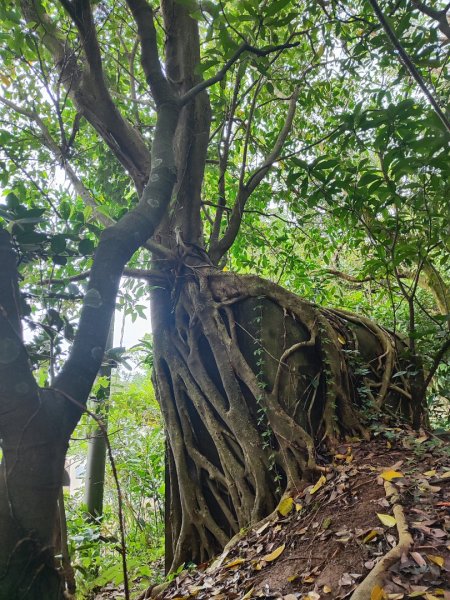 基隆情人湖老鷹岩大武崙-槓子寮2782596