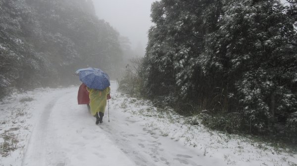 台北後花園下雪了 ！1232092