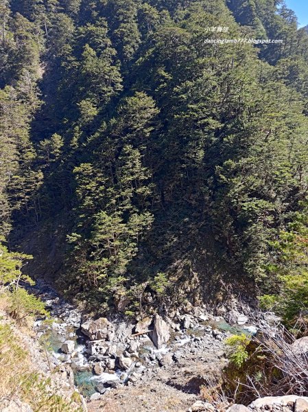 【南投】合歡溪步道：遠得要命的櫻花鉤吻鮭2912244