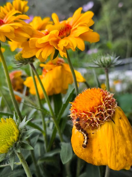 2025-03-08 汶水三山：金童山、汶水山、玉女山 連走2736585