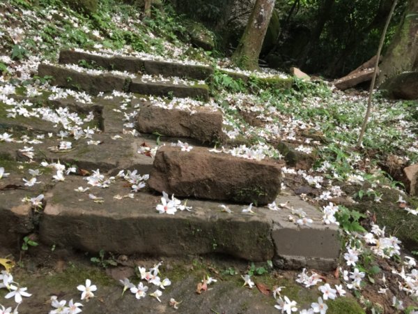 2019土城桐花第二回579797