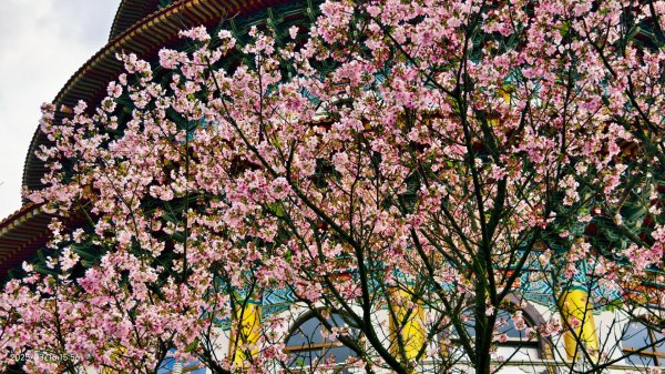 #綠繡眼 訪花 #吉野櫻 #天元宮 #楓樹湖 03162736763