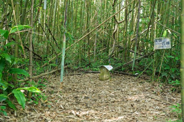 桃園 復興 枕頭山、阿姆坪山2794107