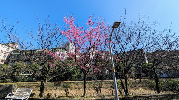 汐止康誥坑溪櫻花2405577