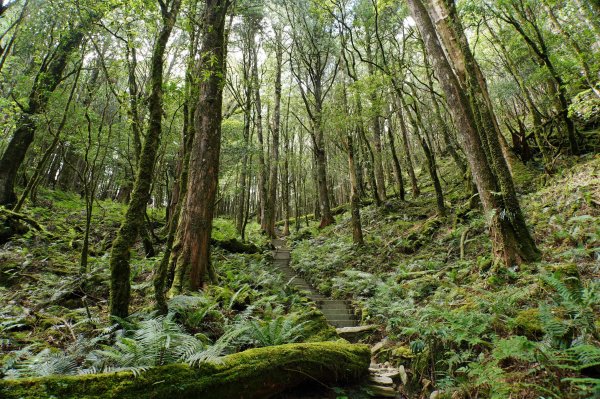 台中 和平 南松鶴山、八仙山、東松鶴山2877972