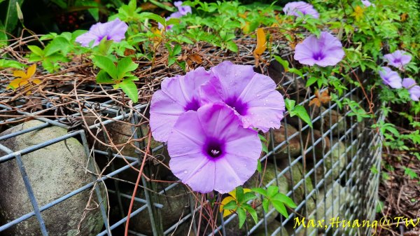 《台中》雙園連走｜東大公園連走都會公園202310072305977