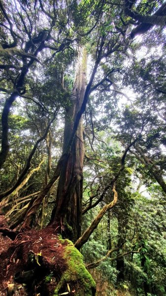 【中級山縱走】高島縱走（高台山，小島田山，中島田山，大島田山）2740970