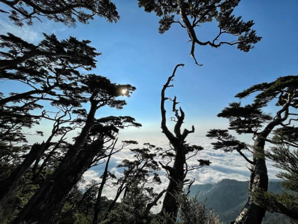 見證最美麗北大武山雲海、鐵杉1318826