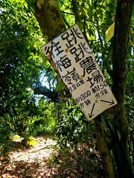 三腳南山-小百岳#65-嘉義縣大埔鄉2788703