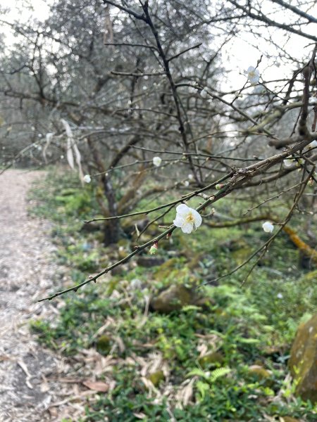 小百岳 三腳南山2686778