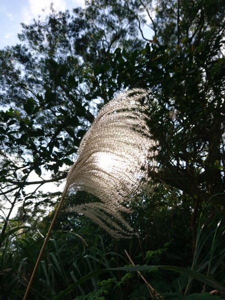 泰安瀑布-姜子寮山步道821755
