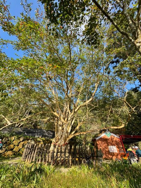 九穹神木 左訪嘉南雲峰 右到好望角看風景上石壁山(小百岳#55)2944798