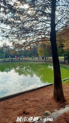 【南投名間】欣美創意園區~落羽松2968326