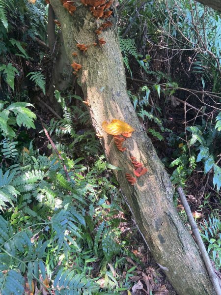 土城天上山O路線桐花季917193