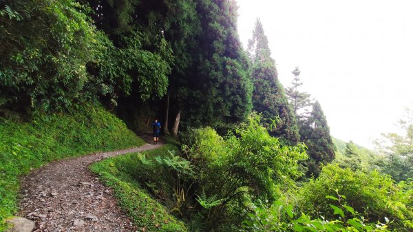 檜山巨木森林步道1779515