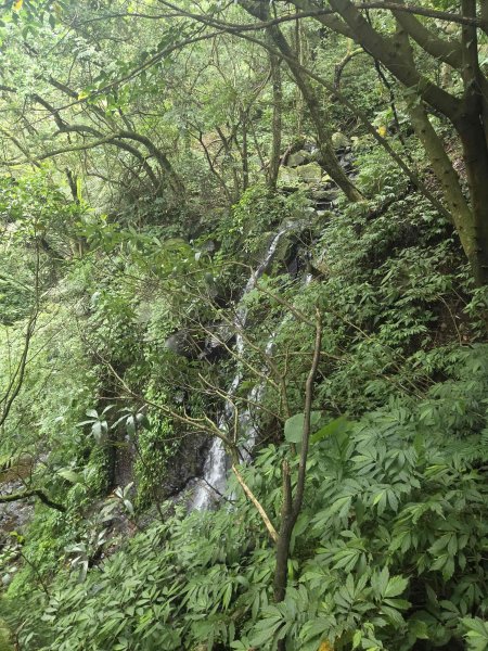 20260827圓柳古道-茄苳坑採金古道3114758