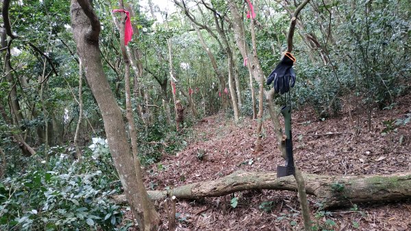 ✅橫斷第四段/橫斷東線-興福寮新稜山徑至向天山南峰 (更新路條112.全段修徑開通)2382464