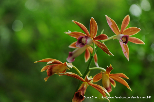 高人一等 、適應性強 2025 D0524 : 紅鶴頂蘭