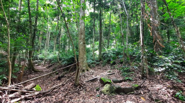 《台中》優美稜線｜橫嶺山自然步道（大雪山社區南登山口）202505312800153