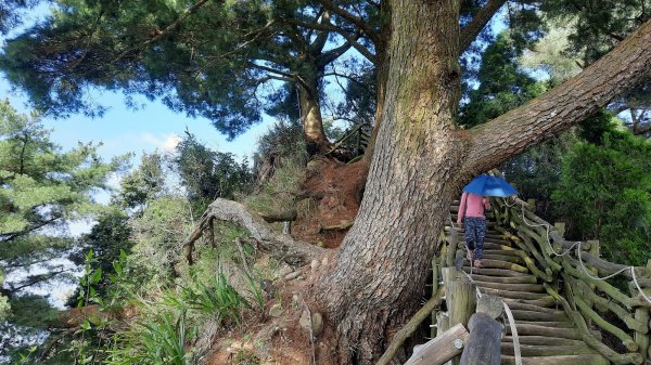 《台中》枕木黑松｜大坑步道5_1上5下202210291893413