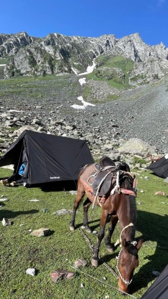 喀什米爾/馬牛羊駱駝動物寫真2565795