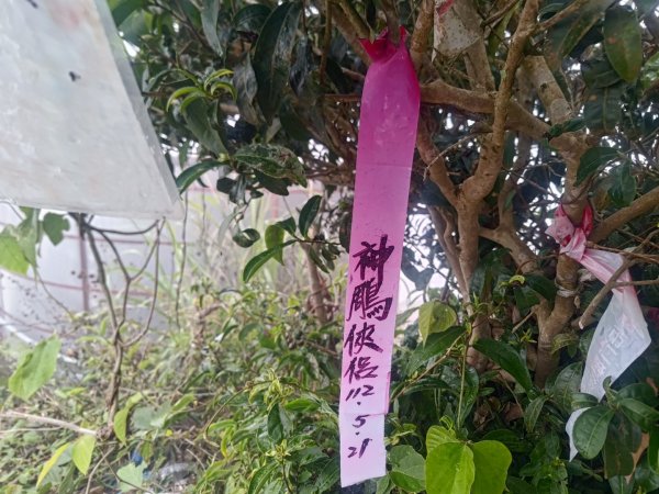 梅山鄉撿山頭2449434