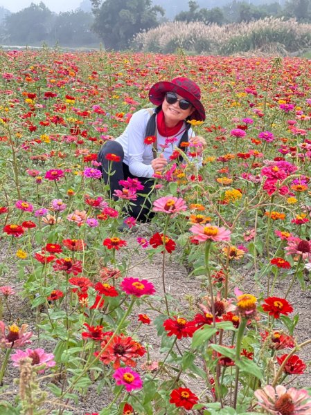 小百岳關刀山889m+銅鑼杭菊1924062