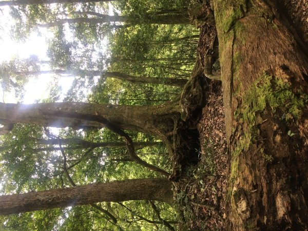 分遣所、斜壁2774331