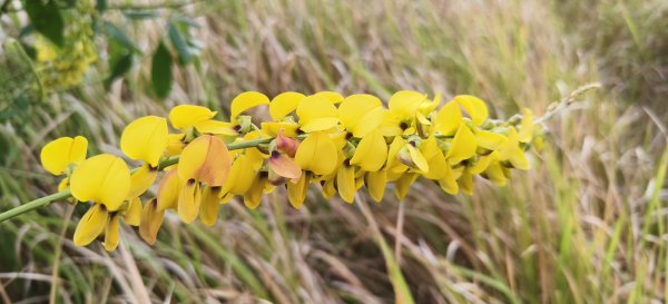 2025/01/04_鹿廚坑健行步道2683489