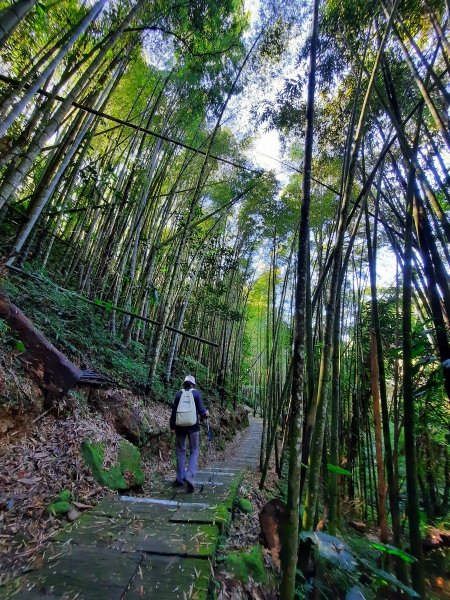 《嘉義》靜謐森林｜迷糊步道+福山古道202101231245306