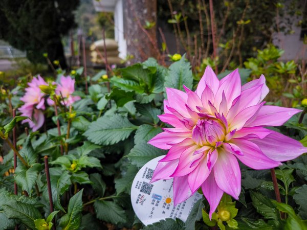 2025-03-08 汶水三山：金童山、汶水山、玉女山 連走2736575