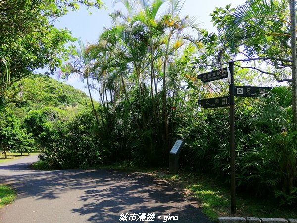 【新北。金山】獅頭山公園步道~遠眺金山八景之燭臺雙嶼1458202