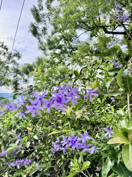 獨立山奉天岩健行趣（雲霧山林間的悠閒時光）   2026.7.303096371