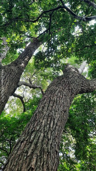 《彰化》果園古道｜廣天宮隴頂古道到鳳山寺O繞202509142884045