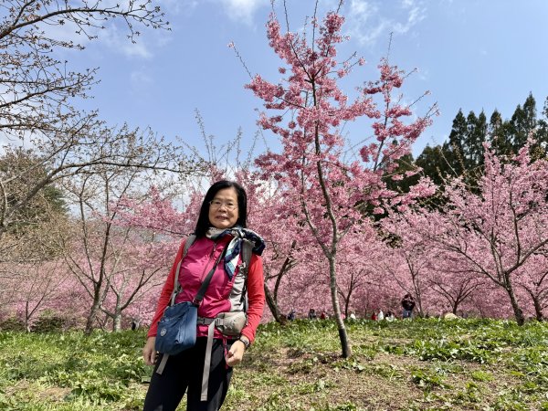 福壽山千櫻園2729954