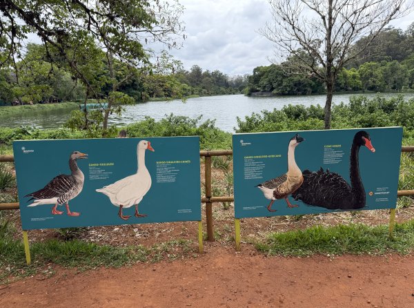 [紐約馬之行-69] 2025_1116 伊比拉布埃拉公園-下2955167