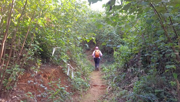 (姨婆趴趴走)第四十五集:新竹竹東三山（新具庄山、樹杞林山、員崠子山）環狀縱走2662245