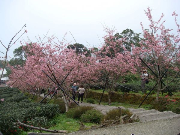 鹿谷櫻花步道303608