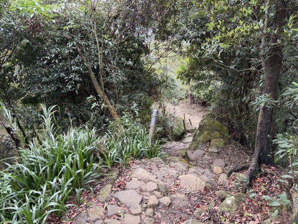 [微笑山線_第四段] 2026_0321 天上山系_三粒半3021065