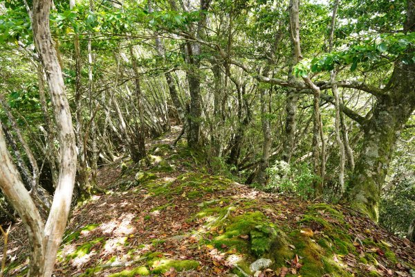 新竹 五峰 油羅山、霞山2798274