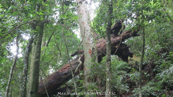 《雲林》望好望角｜石壁山嘉南雲峰步道(中側登山口）202506072805472