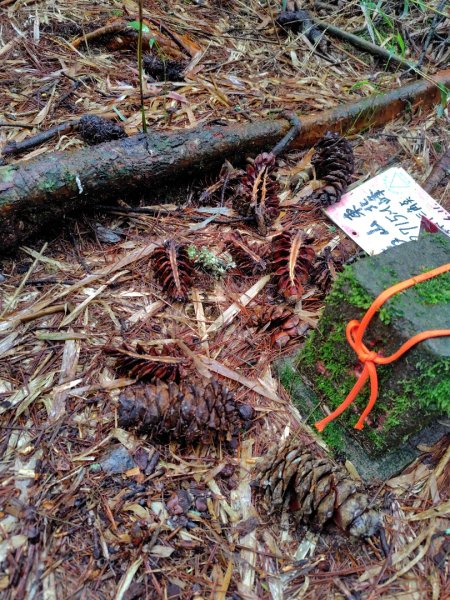 稍來小雪山國家步道、船型山、鞍馬山、鞍馬山東北峰、天池、雪山神木2799760