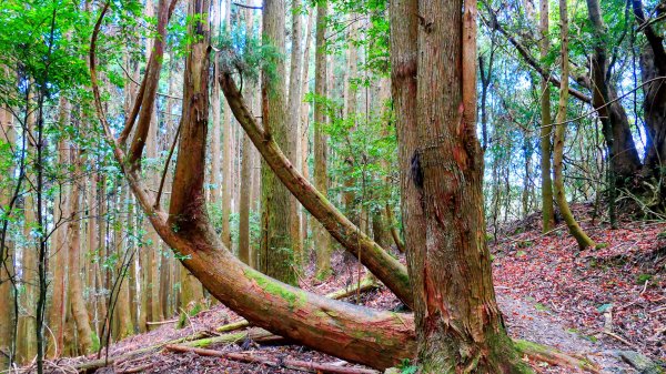 油羅山(一上三下)2959167