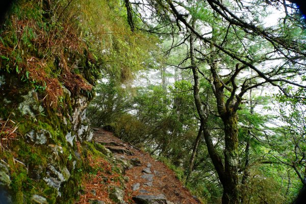 臺灣 嘉義 玉山3110184