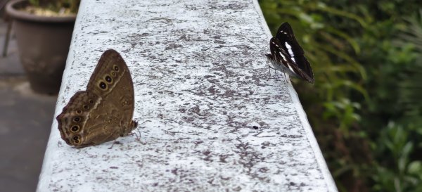 2025/07/06_金牌縱走(觀音洞出發小O型)2829090