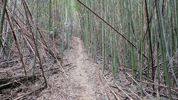 小中嵙登山步道頂中嵙山O形2385044