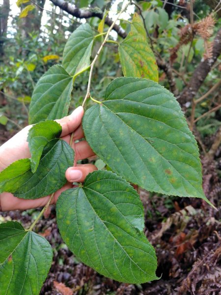 鳳鳴古道 鳳鳴山 南隘勇（南長城）古道 三湖山 八達嶺（龍骨）古道 綠色古道 延平古道2975136