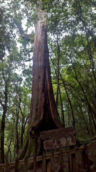 鎮西堡巨木步道群 (B區)2861196